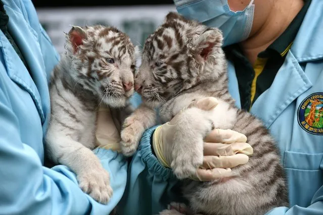 Newborn twin white tiger siblings Meilang and Meimei make debut at the Chimelong Safari Park on January 25, 2022 in Guangzhou, Guangdong Province of China. A pair of twin white tigers, which were born at the park on Dec. 6, 2021, made their debut here on Tuesday. (Photo by Xu Jianmei/VCG via Getty Images)