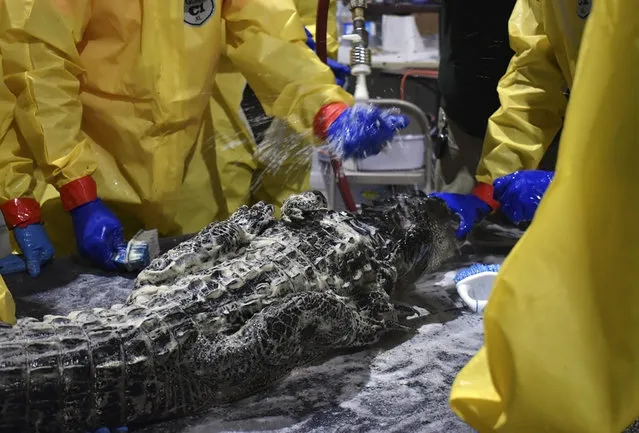 In this photo provided by the Louisiana Department of Wildlife and Fisheries, a 6-foot alligator is washed at a wildlife rehabilitation facility set up after 300,000 gallons of diesel fuel poured out of a broken pipeline near Chalmette, La. The alligator is among at least 78 rescued since the spill on December 27, 2021. At least 33 have been cleaned up and released in Bayou Sauvage National Wildlife Refuge in New Orleans. (Photo by Laura Carver/Louisiana Department of Wildlife and Fisheries via AP Photo)