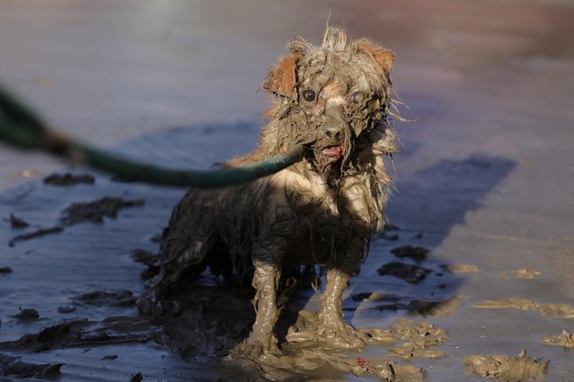 An SPCA (Society for the Prevention of Cruelty to Animals) worker rescues an abandoned dog as floodwaters from the Pajaro River inundate residents after days of heavy rain in Pajaro, California, U.S., March 15, 2023. (Photo by David Swanson/Reuters)