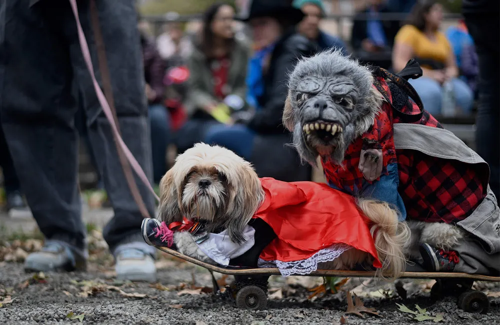 Tompkins Square Halloween Dog Parade 2019