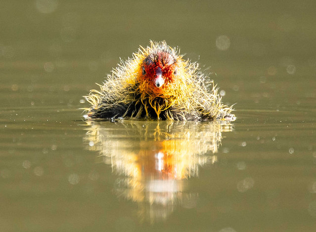 A colourful fluffy coot chick swims in a lake near Rottweil, Germany in the first decade of July 2024. The coot chick’s bright plumage is a method of survival because parents tend to feed the brighter more vibrant chicks rather than the less colourful ones. (Photo by Silas Stein/DPA/Cover Images)