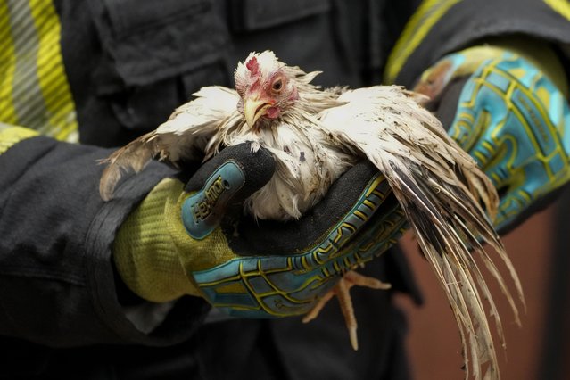 A Thai rescuer carries a survived chicken from a fire at Chatuchak Weekend Market, one of the most famous markets in Bangkok, Thailand, Tuesday, June 11, 2024. Hundreds of caged animals died Tuesday after the fire struck the market in Thailand's capital. (Photo by Sakchai Lalit/AP Photo)