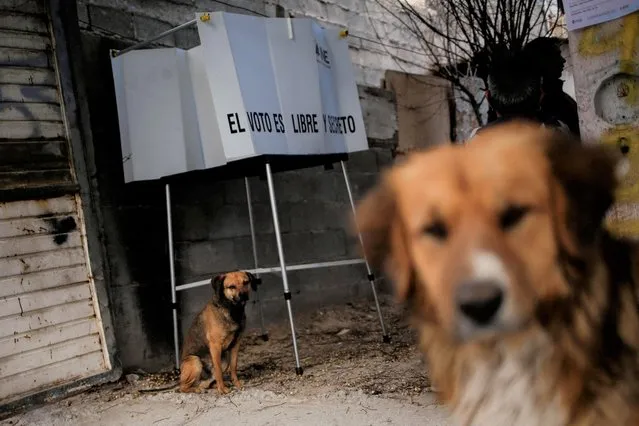 Dogs stand by a ballot box at a polling station during a referendum on whether President Andres Manuel Lopez Obrador should continue in office, in Ciudad Juarez, Mexico on April 10, 2022. (Photo by Jose Luis Gonzalez/Reuters)