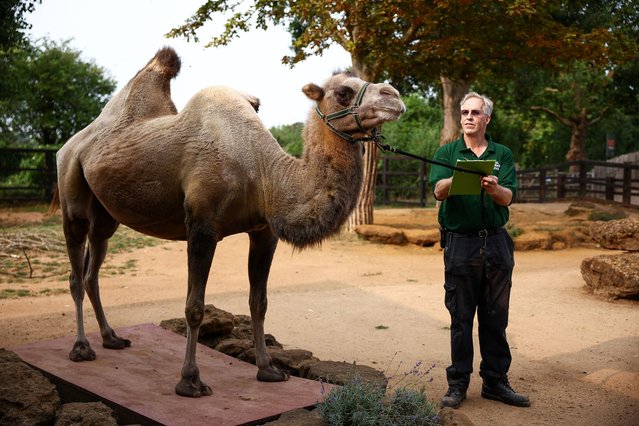 Camel keeper Mick Tiley weighs “Neomie” the Bactrian camel, during the annual weigh-in photocall at London Zoo, in London, on August 19, 2024. (Photo by Henry Nicholls/AFP Photo)