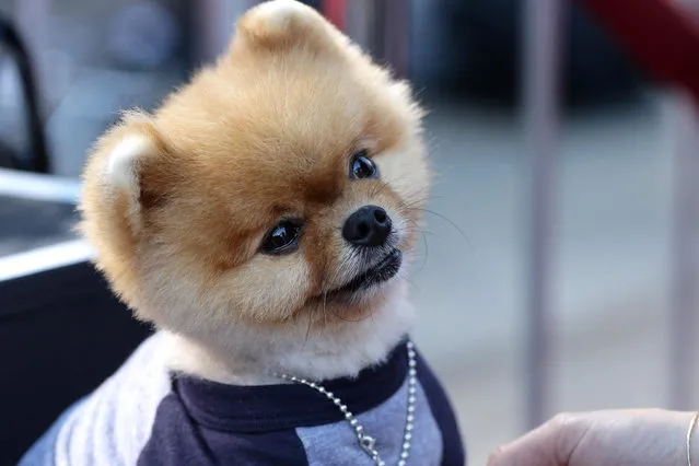 Jiff Pom seen at the Los Angeles Premiere of AwesomenessTV and Defy Media's “SMOSH: THE MOVIE” held at Westwood Village Theatre on Wednesday, July 22, 2015, in Los Angeles. (Photo by Eric Charbonneau/Invision for AwesomenessTV/AP Images)