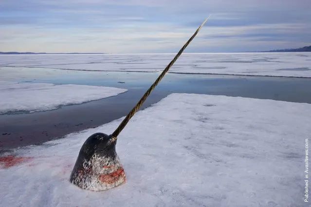 The head of a male narwhal lies on the ice before hunters remove its tusk