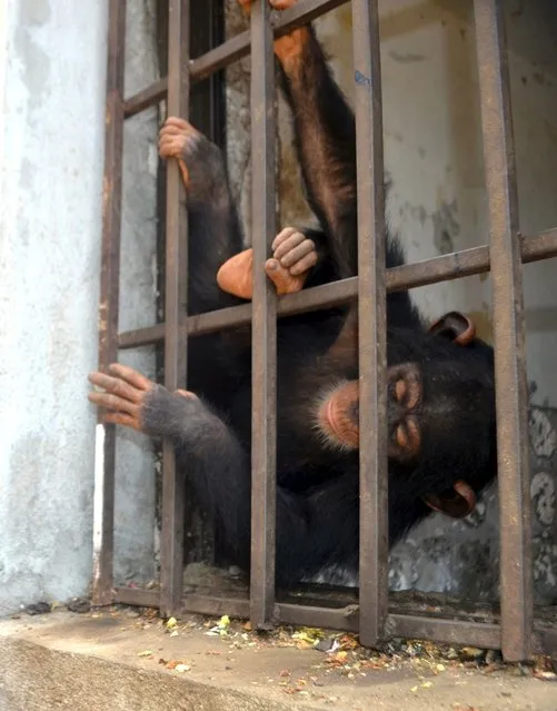 Baby chimpanzee “Sweetpea” is seen inside a cell in Mamba Point neighborhood of Monrovia before rescue, in this undated photo released by Project to End Great Ape Slavery (PEGAS) on August 1, 2015. Kenyan officials said on July 31, 2015 they were considering conservationists' appeals to give two baby chimpanzees, rescued from possible traffickers in Ebola-hit Liberia, sanctuary in a Kenyan reserve but public health fears were holding up transfer. (Photo by Daniel Stiles/Reuters/PEGAS)