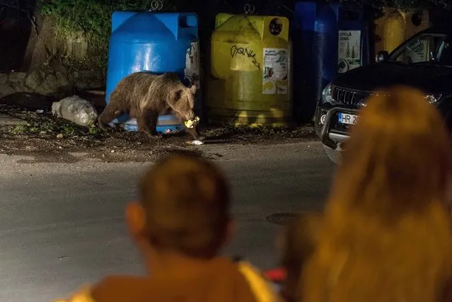 Tourists watch a wild brown bear eating leftovers found in waste containers, in Baile Tusnad, County Harghita in Transylvania, Romania, 09 June 2017 (issued on 10 June 2017). Foraging brown bears are common night visitors in the town known for its spas. (Photo by Nandor Veres/EPA/EFE)