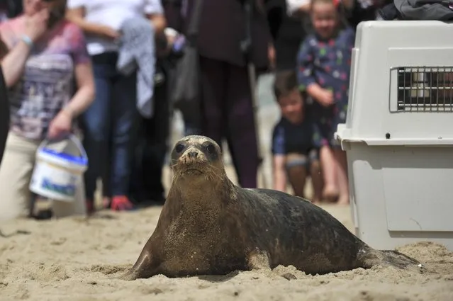 A Common Seal named Stan Lee is released on Courtown beach from Seal Rescue Ireland wildlife sanctuary where two rescued and rehabilitated seals are released back into the sea after months of care in Wexford, Ireland, June 12, 2016. (Photo by Clodagh Kilcoyne/Reuters)