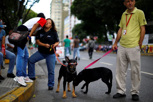A dog is seen wearing sunglasses on a street in Caracas, Venezuela June 14, 2016. (Photo by Ivan Alvarado/Reuters)