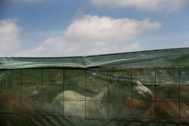 Wild horses are held in a pen on the hills of Sabucedo, some 40 kilometers from Santiago de Compostela, northwestern Spain, on July 4, 2014, during the 400-year-old horse festival called “Rapa das bestas” (Shearing of the Beasts). Hundreds of wild horses are rounded up from the mountains on the eve of the “Rapa das bestas” festival to be trimmed and marked. (Photo by Miguel Riopa/AFP Photo)