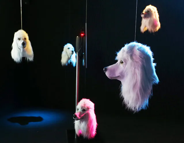 Artificial dog heads by British artist Heather Phillipson sway in a dark room of the Schirn museum in Frankfurt, Germany, Monday, July 3, 2017. The installation called “100 % Other Fibres” is part of the exhibition “Peace” that opened last weekend. (Photo by Michael Probst/AP Photo)