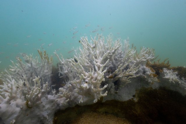 Bleached coral is seen in a reef at the Costa dos Corais in Japaratinga in the state of Alagoas, Brazil on April 16, 2024. Brazil is bracing for what may be its worst-ever coral bleaching event as extremely warm waters damage reefs in the country's largest marine reserve, threatening the region's tourism and fishing revenues. (Photo by Jorge Silva/Reuters)