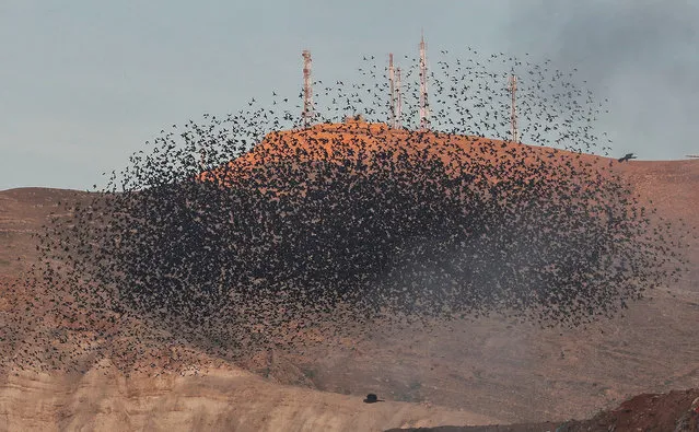 This picture taken on January 27, 2020 shows a murmuration of starlings near the Israeli settlement of Masua in the Jordan Valley in the occupied West Bank. (Photo by Emmanuel Dunand/AFP Photo)