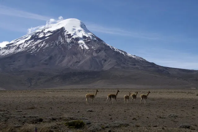 Llamas graze with Ecuador's Mount Chimborazo in the background July 18, 2014. Chimborazo is the highest mountain in Ecuador with a peak elevation of 6,268 metres (19.685 ft). Due to a bulge around the equator Chimborazo's summit is the farthest point on the Earth's surface from the Earth's centre. (Photo by Guillermo Granja/Reuters)