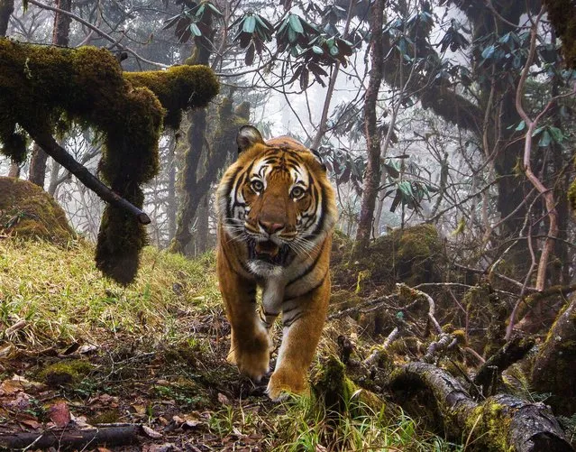 Rare images of wild tigers in Bhutan, captured by camera traps, show tigers and other animals using high-altitude wildlife corridors which are lifelines to isolated tiger populations and critical to genetic diversity, conservation and growth. Here: A wild Bengal tiger (Panthera tigris tigris) captured on a camera trap in corridor eight at an altitude of 3,540 metres in Trongsa, Bhutan. (Photo by Emmanuel Rondeau/WWF UK/The Guardian)