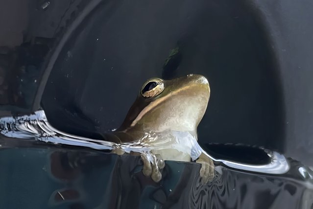 A tiny frog sits in the bottom of a hanging planter as it is watered during an extended heat wave in Harahan, La., Sunday, August 20, 2023. (Photo by Gerald Herbert/AP Photo)