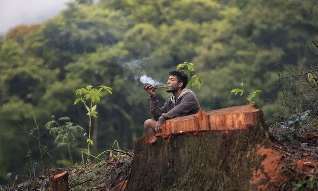 A Guarani Mbya man smokes a pipe next to a cut tree as he occupies land as a protest against real estate developer Tenda which plans to build apartment buildings here, next to his indigenous community's land in Sao Paulo, Brazil, Thursday, February 6, 2020. In response to an injunction filed by the builder, a judge has authorized the eviction of the indigenous protesters from the builder's property. (Photo by Andre Penner/AP Photo)