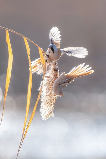 Bearded tits (bearded reedling) forage and roam at Longfeng wetland nature reserve on October 23, 2024 in Daqing, Heilongjiang Province of China. (Photo by Chi Shiyong/VCG via Getty Images)