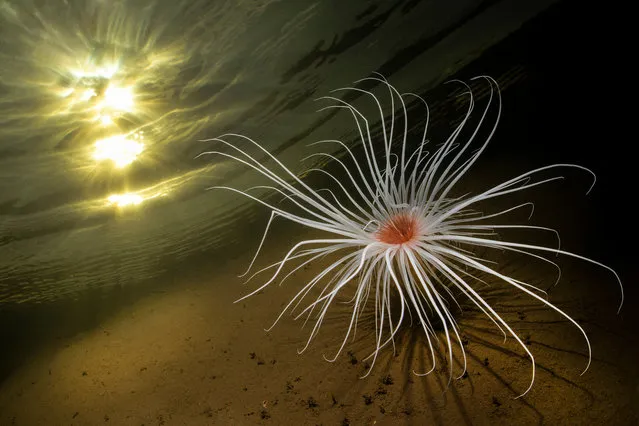 British waters wide angle category 3rd: Fireworks Anemone Sunburst by Trevor Rees (UK) in Loch Duich, Scotland. This fireworks anemone (Pachycerianthus multiplicatus) was photographed at the head of Loch Duich at a depth of 15 meters in dark and peat-stained water. (Photo by Trevor Rees/Underwater Photographer of the Year 2020)