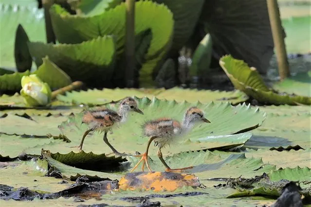 Pheasant-tailed jacana chicks walk over lily pads at a lily farm in Yilan county, eastern Taiwan, on July 12, 2022. (Photo by Sam Yeh/AFP Photo)