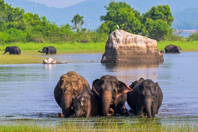 A herd of Asian elephants walks through a water body at Minneriya National Park in Sri Lanka's North Central Province on November 6, 2024. (Photo by Ishara S. Kodikara/AFP Photo)