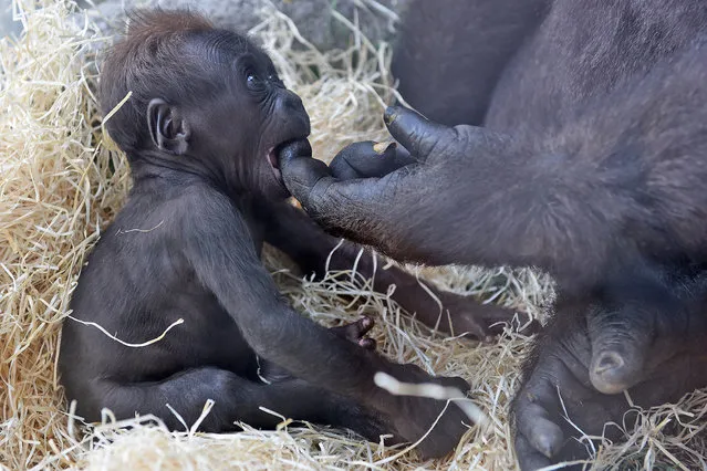 The newborn Gorilla pictured with her mother Yangú at Madrid zoo on July 05, 2016 in Madrid, Spain. A baby Western lowland gorilla one of the most endangered gorilla species, was born after 9 months of gestation weighing about 1 kilograms and measuring about 0.40 meters. (Photo by Jorge Sanz/Pacific Press/Barcroft Images)