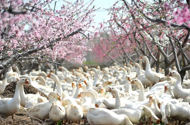 A group of white geese are herded under a peach tree by a breeder in Suining County, Jiangsu Province, China, March 27, 2020. (Photo credit should read Costfoto/Barcroft Media via Getty Images)