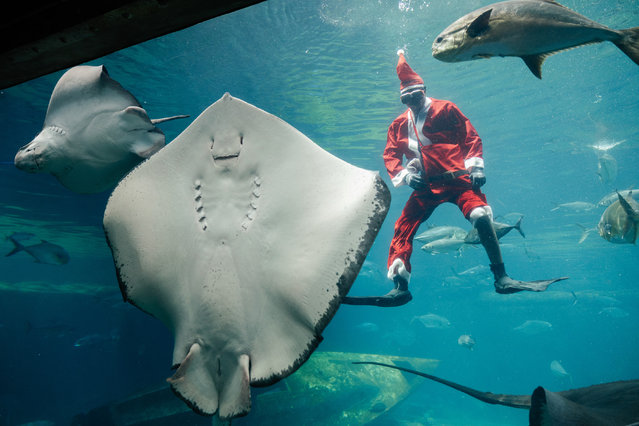 South African aquarist Mthobisi Mlambo dressed as Santa Claus interacts with various species of fish during a show at Africa's largest marine park, the South African Marine Biological Research (SAMBR) Sea World based at the uShaka Marine World, in Durban on December 18, 2024. (Photo by Rajesh Jantilal/AFP Photo)