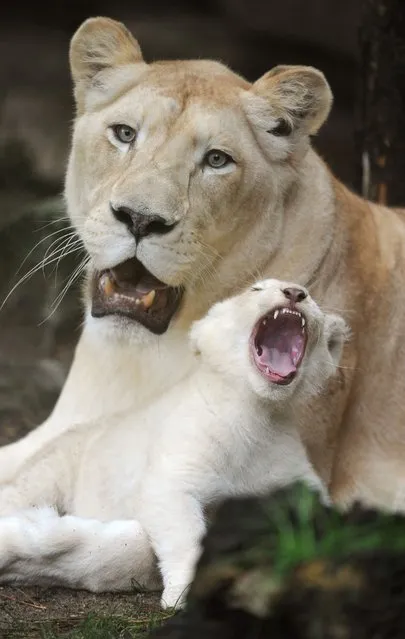 A thirteen-week old white lion cub, plays with his mother Nikita, on August 15, 2014, at the zoo in La Fleche, western France. (Photo by Jean-Francois Monier/AFP Photo)