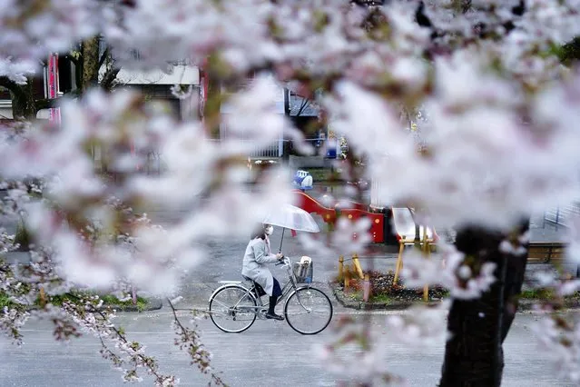 A woman wearing a protective face mask to help stop the spread of the coronavirus rides a bicycle past blooming cherry blossom trees Wednesday, April 1, 2020, in Tokyo. (Photo by Eugene Hoshiko/AP Photo)