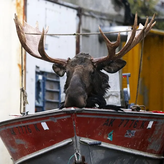 A freshly killed moose head is strapped to the bow of a boat in Dillingham, Alaska September 2, 2015. U.S. President Barack Obama made a stop Wednesday in Dillingham, home to one the world's largest sockeye salmon fisheries. (Photo by Jonathan Ernst/Reuters)