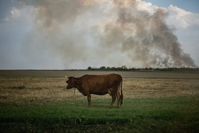 A cow stands in a field as black smoke rising from the front line in Mykolaiv Oblast on August 30, 2022, amid Russia's military invasion launched on Ukraine. Ukraine has begun a major counteroffensive to retake Kherson city and the southern region of the same name. Kherson was the first Ukrainian city to fall into Russian hands after the invasion began in February. (Photo by Dimitar Dilkoff/AFP Photo)