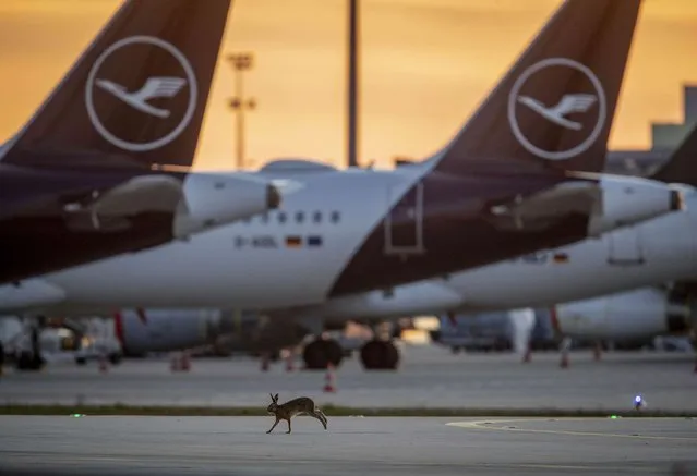 A hare runs along grounded Lufthansa planes at the airport in Frankfurt, Germany, Saturday, April 11, 2020. Due to the coronavirus Lufthansa had to cancel 95 percent of its flights. (Photo by Michael Probst/AP Photo)
