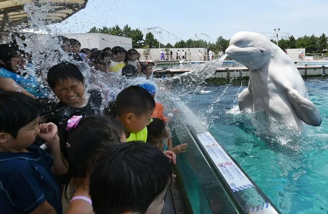 A beluga whale sprays water towards visitors during a summer attraction at the Hakkeijima Sea Paradise aquarium in Yokohama, suburban Tokyo on July 20, 2015. Tokyo’s temperature climbed over 34 degree Celsius on July 20, one day after the end of the rainy season. (Photo by Toshifumi Kitamura/AFP Photo)