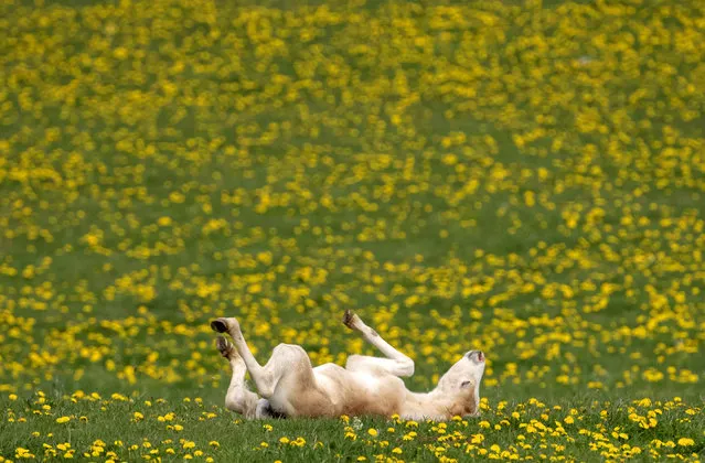 A Haflinger foal relaxes during this years's first turn-out to grass at Europe's largest Haflinger stud-farmin Meura, central Germany, Tuesday, April 28, 2020. Around than 300 Haflinger horses are living there. (Photo by Jens Meyer/AP Photo)