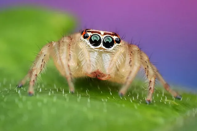 You might feel as if you are being watched when you look at these incredible pictures – revealing the close-up world of a spider's eyes. The intimidating creatures, which look like they should live in a horror film, star menacingly at the camera as every fleck of colour and hair are revealed. But despite their appearance the arachnids are actually jumping spiders, which measure a tiny six millimetres in length. (Photo by SWNS/ABACA Press)