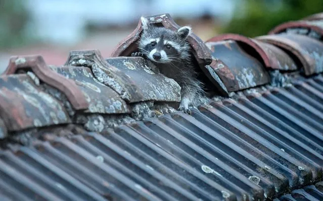 A raccoon crawls out of its hiding place on the roof in Berlin, Germany on May 12, 2020. Every evening he leaves his sleeping place to go in search of food. (Photo by Britta Pedersen/dpa-Zentralbild/dpa)