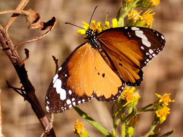 A butterfly sits on a branch Nafplio, Peloponnese, Greece, 29 October, 2024. (Photo by Vagelis Bougiotis/EPA/EFE)
