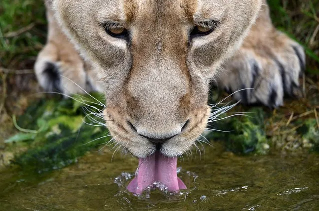 A lioness drinks after being fed by senior keeper Glynn Hennessy at ZSL London Zoo on August 10, 2016 in London, England. Today marks World Lion Day which highlights the first global campaign to celebrate the importance and plight of lions worldwide. (Photo by Carl Court/Getty Images)