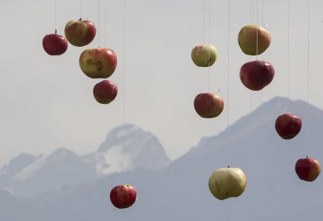 Apples hanging from strings are seen with the Tien Shan mountains inn background during the Apple Festival at City Day celebrations in Almaty September 21, 2014. The name Almaty derives from the Kazakh word “alma”, which means “apple”. (Photo by Shamil Zhumatov/Reuters)