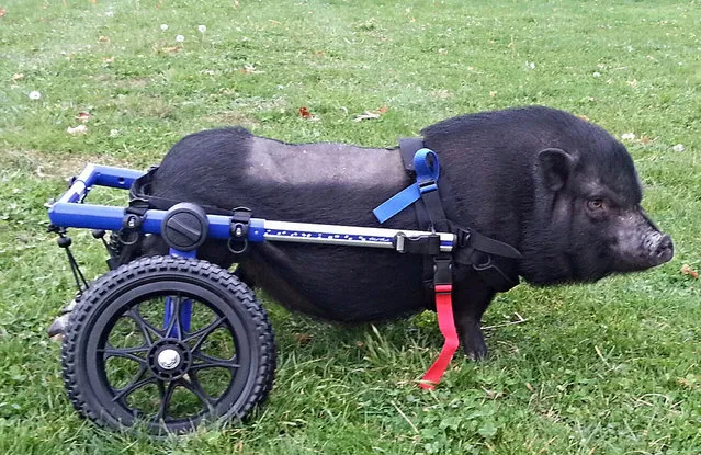 JoJo the pig is pictured after surgery at the home of owner Brian Walsh in Ohio in this undated file photo. (Photo by Worldwide Features/Barcroft Media via Getty Images)