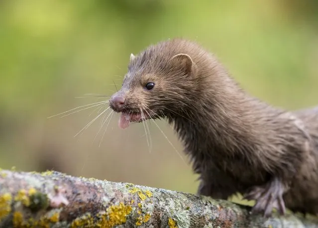 An American mink is seen at a creek near the village of Khatenchitsy, north of Minsk, September 15, 2015. (Photo by Vasily Fedosenko/Reuters)