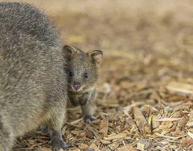 Quokka The Happiest Animal in the World