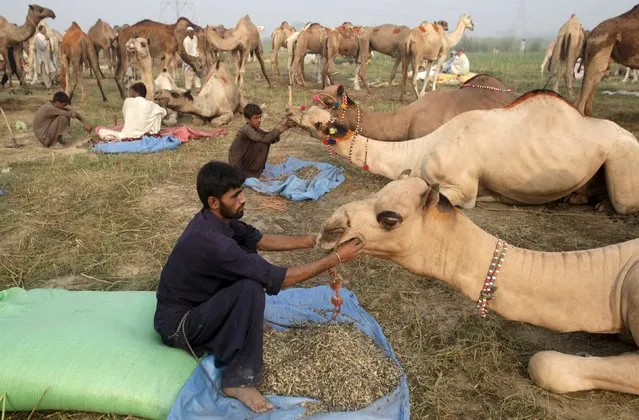 Workers feed camels at an animal market on the outskirts of Lahore, Pakistan, September 20, 2015. (Photo by Mohsin Raza/Reuters)