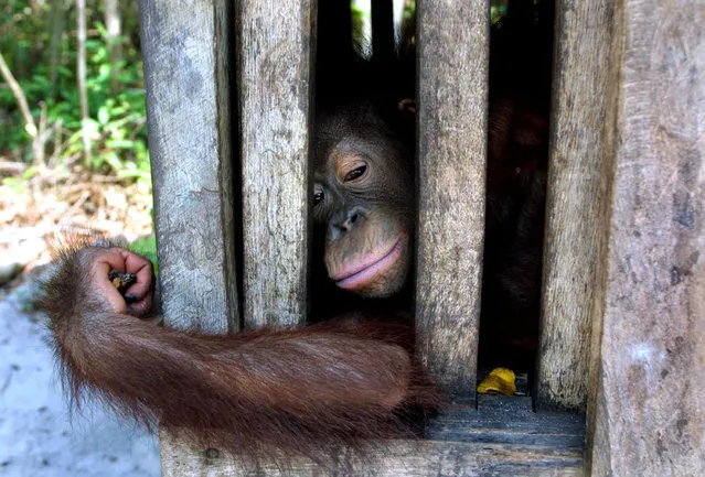 An orphaned orangutan baby rests in it's cage September 1, 2001 at Camp II in the Tanjung Puting National Park in Kalimantan on the island of Borneo, Indonesia. (Photo by Paula Bronstein/Getty Images)