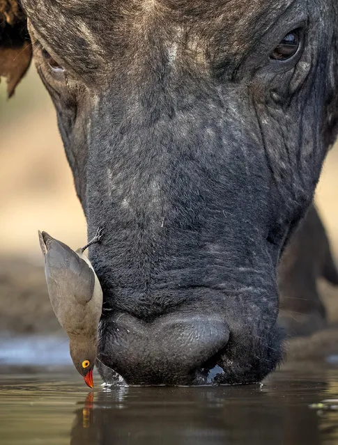 An oxpecker perches on a buffalo’s nose while both drink from a watering hole in KwaZulu-Natal, South Africa on November 22, 2022. (Photo by Clint Ralph/Solent News)