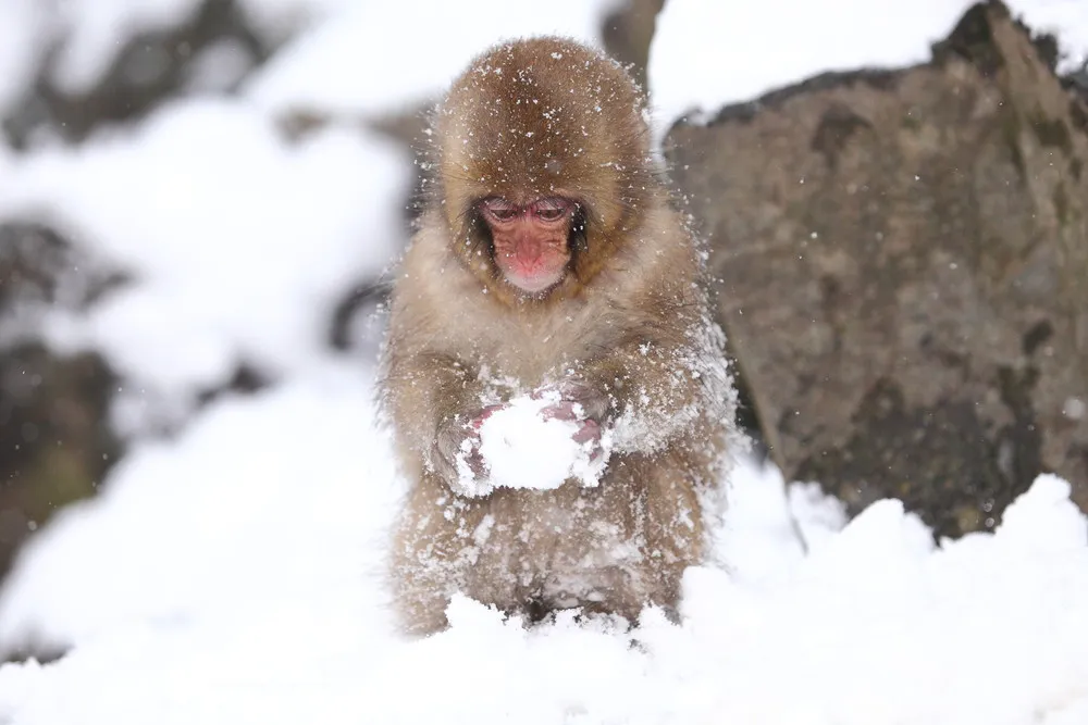 “Snow Monkey”