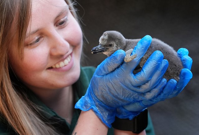 One of two newly hatched Humboldt penguin chicks is weighed by keeper Rebecca Reid at Blair Drummond Safari Park, Stirling, UK on Wednesday, May 7, 2025. The first chick hatched on the 25th of April to experienced parents Penny and Izzy, while the second arrived just a few days later, on the 29th April, to proud parents Pete and Bertie. (Photo by Andrew Milligan/PA Wire)