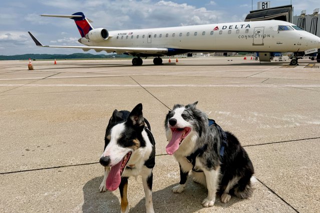 Ned and Hercules are seen Thursday, May 15, 2025, at West Virginia International Yeager Airport, where they are used to keep birds and other wildlife away from the airfield, in Charleston, W.Va. (Photo by John Raby/AP Photo)